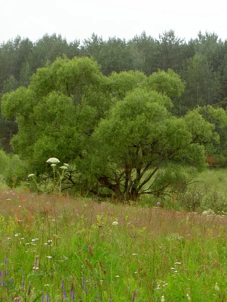 Thickets of shady trees in the summer, not photoshop — Stock Photo, Image