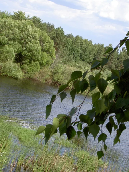 Odraz ve vodě, stromy, obloha, mraky. — Stock fotografie