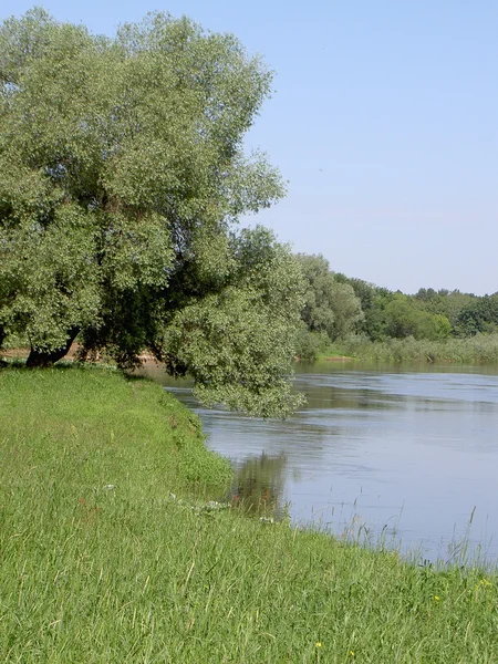 Odraz ve vodě, stromy, obloha, mraky. — Stock fotografie