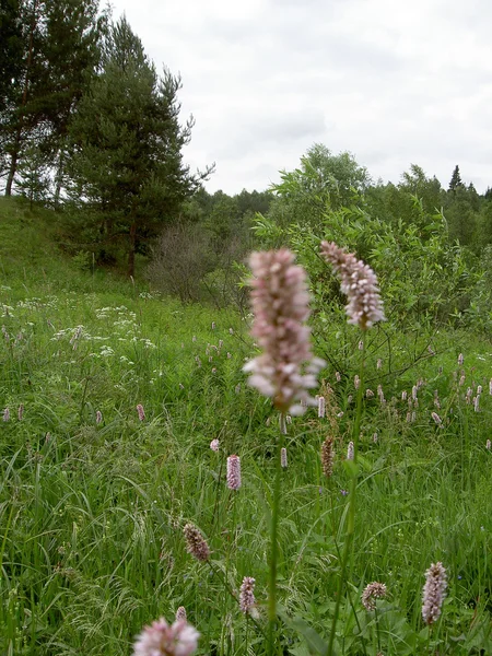 Meadow flowers. Sunny day outside the city — Stock Photo, Image