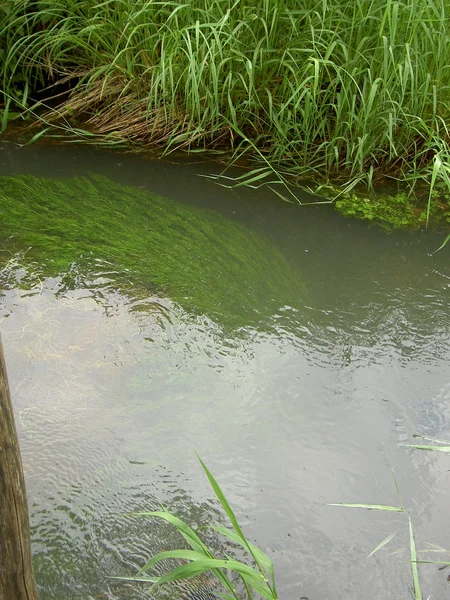 Un ruisseau envahi. herbe, se balançant dans l'eau — Photo