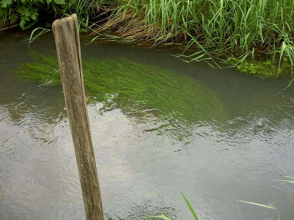 Un arroyo muy grande. hierba, balanceándose en el agua —  Fotos de Stock