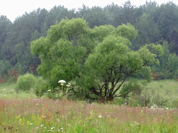 Baum auf einer Wiese ausgebreitet — Stockfoto