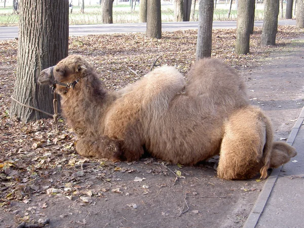 Deve sonbahar şehirde Park