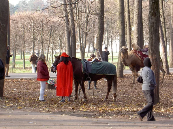 Deve, at, sonbaharda Park şehirdeki insanlar