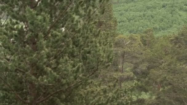 Vlucht in het forest — Stockvideo