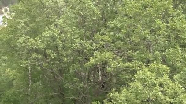 Vuelo en el bosque — Vídeo de stock