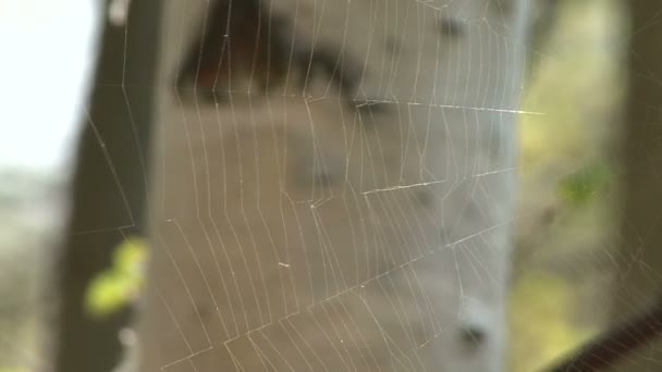 Dans la forêt de printemps 