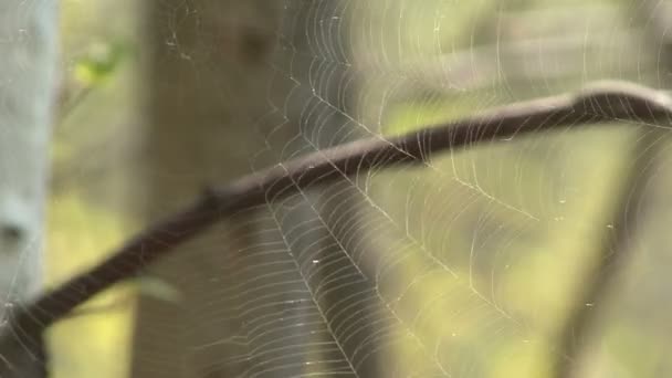 Dans la forêt de printemps 