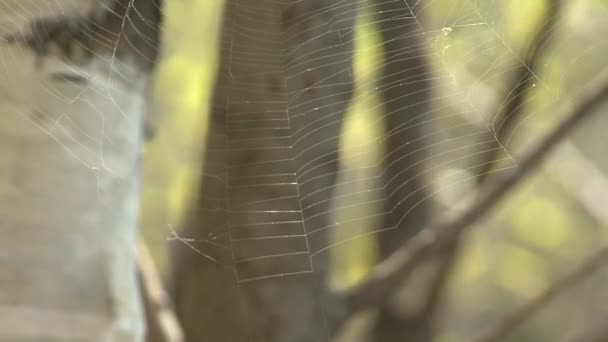 Dans la forêt de printemps 