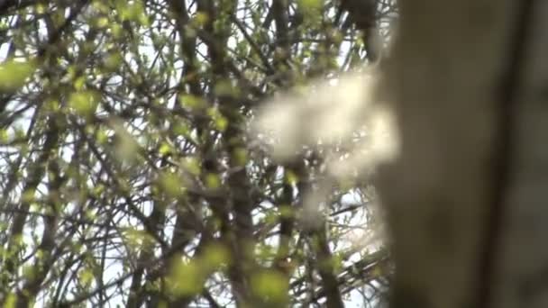 Dans la forêt de printemps 