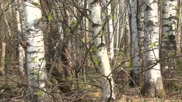 В весеннем лесу — стоковое видео