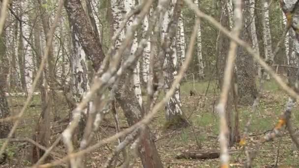 Dans la forêt de printemps 