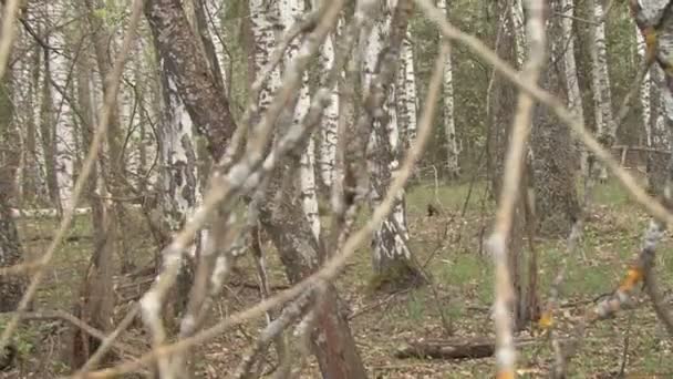 Dans la forêt de printemps — Video