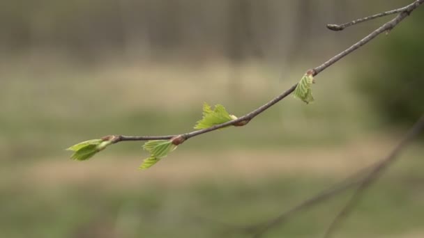 Nella foresta primaverile — Video Stock