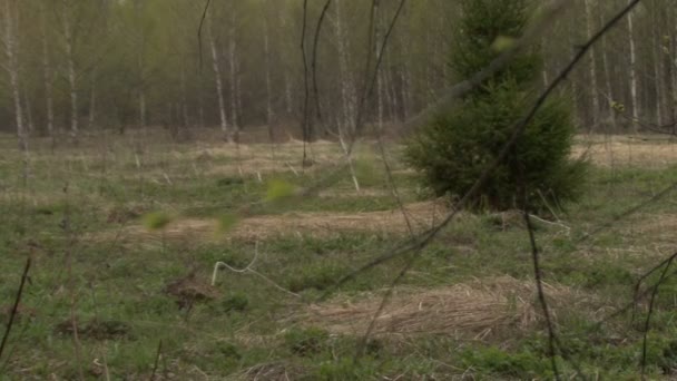 Na floresta de primavera — Vídeo de Stock