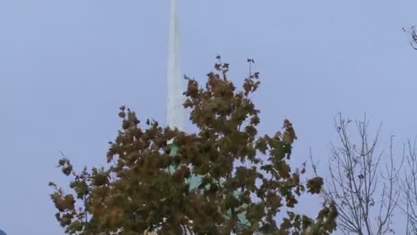 정통 수도원에가 잎이 — 비디오