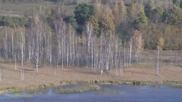 Herbstblick aus der Birke. See. — Stockvideo