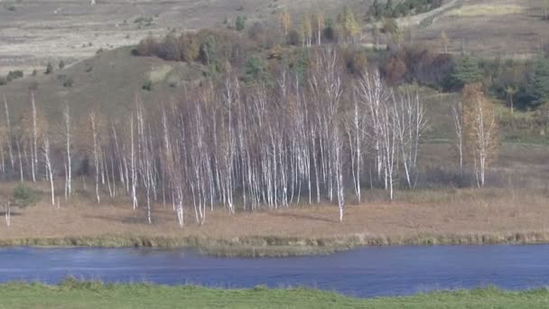 Podzimní pohled z břízy. Jezero. — Stock video