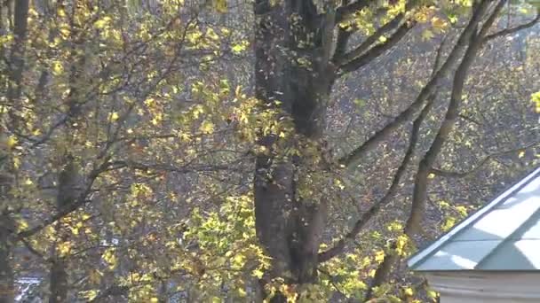 Otoño iglesia cúpula cruz — Vídeo de stock