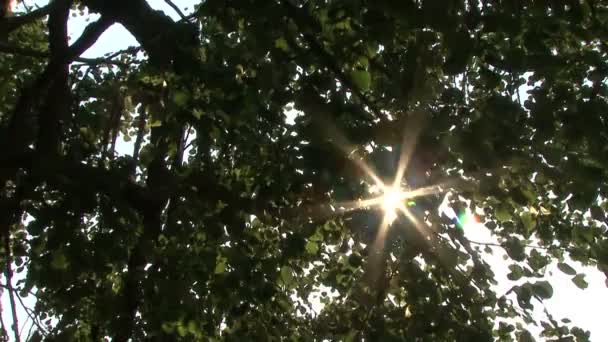 Sun, a levelek a fák — Stock videók