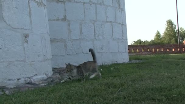 Kattunge på gräset — Stockvideo
