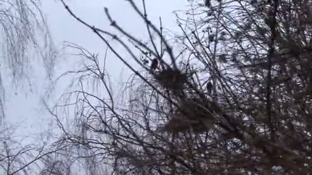 Crow's nest en angst in een kudde — Stockvideo