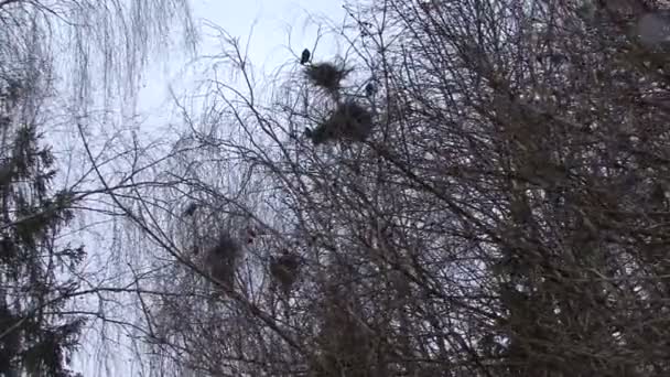 Crow's nest och ångest i en flock — Stockvideo