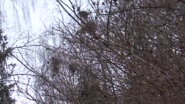 Crow's nest en angst in een kudde — Stockvideo
