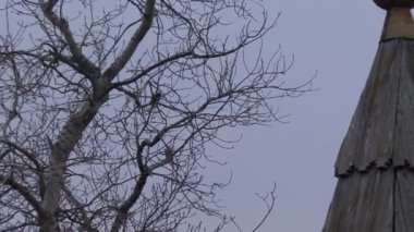 Çıplak dallarında bir ağaç ve kalenin gözetleme kulesi