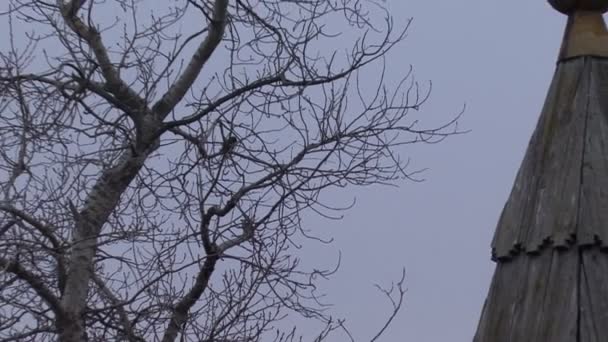 Kala grenarna i ett träd och vakttorn av fästningen — Stockvideo