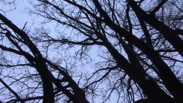 Virando debaixo de galhos de árvores nuas contra o céu de inverno — Vídeo de Stock