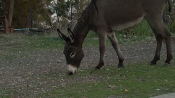 修道院的驴。加利利湖 — 图库视频影像