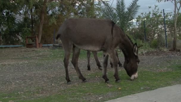 Monasterio burros. Lago Galilea — Vídeos de Stock