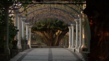 Çiçek Pergale güneş ışınlarının.