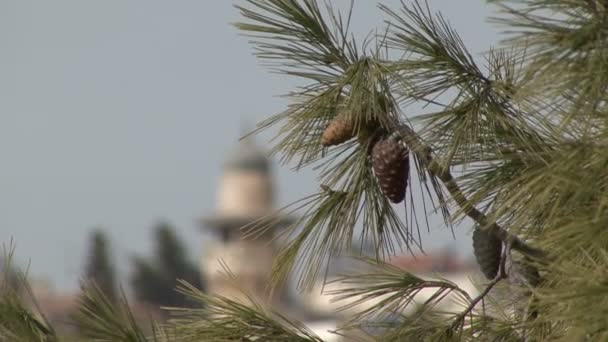 Old Town kuleleri. Jerusalem. — Stok video