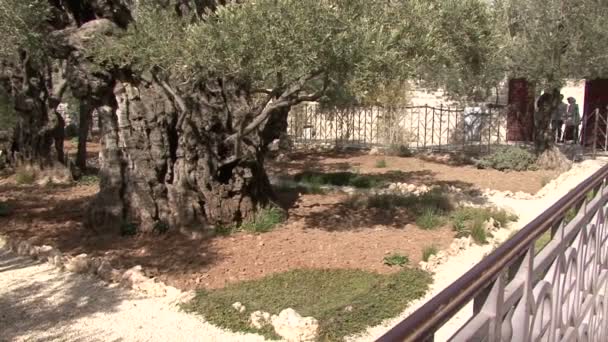 Ogród Getsemani. Oliva. — Wideo stockowe