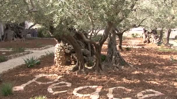 Getsemanská zahrada. Oliva. — Stock video