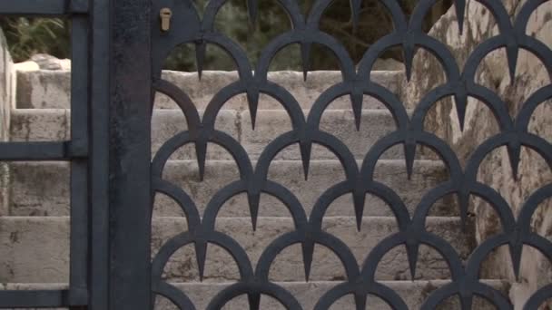 Гефсиманский сад. Олива . — стоковое видео