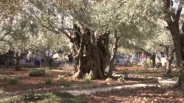 Garten der Getsemani. oliva. — Stockvideo