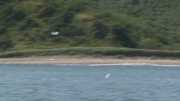 Vliegende vogels over het water. — Stockvideo