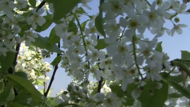 Sakura цвітіння. Камера рухається . — стокове відео