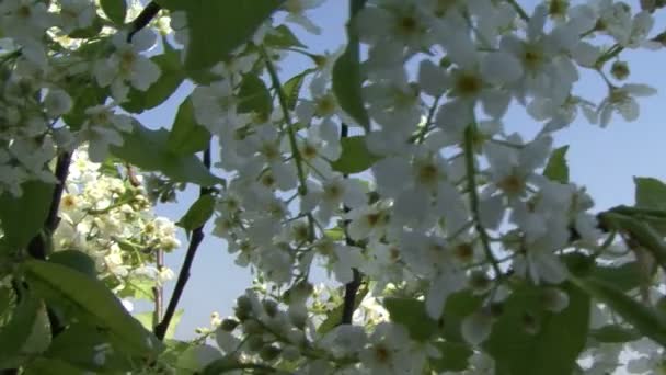 Sakura blooming.Camera se move . — Vídeo de Stock