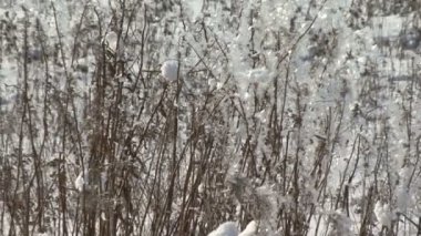 Noel kış sahne. karla kaplı alan, kamera hareketli