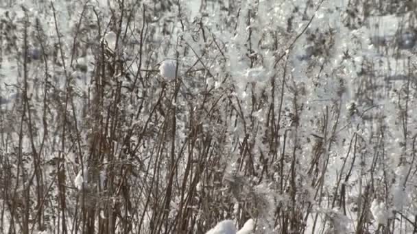 圣诞节冬季场景。雪覆盖领域，摄影机的运动 — 图库视频影像