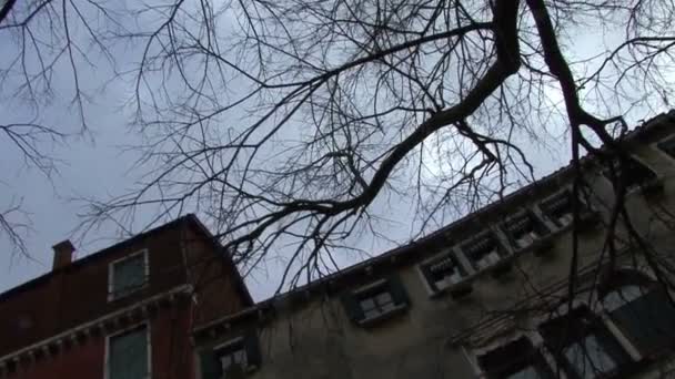 The tree against the sky in the courtyard Venice — Stock Video