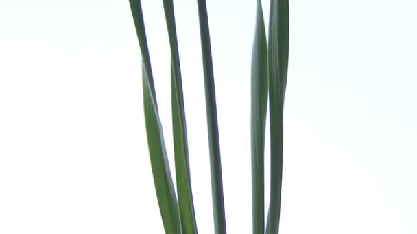 Narcisse sur fond blanc 