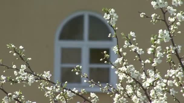 Sakura blooming.Camera moves, on the background of the house — Stock Video