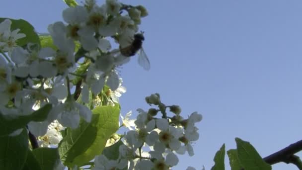 Sakura bloeien. Camera beweegt. vliegende bee — Stockvideo