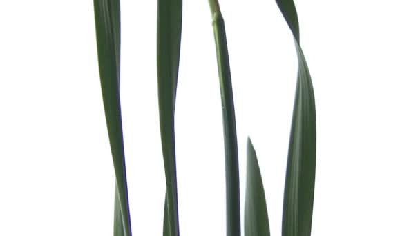 Narcisse sur fond blanc 
